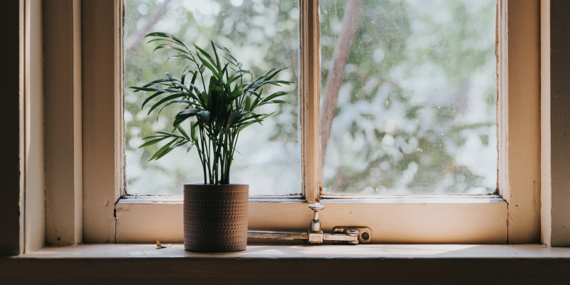 Winter houseplants