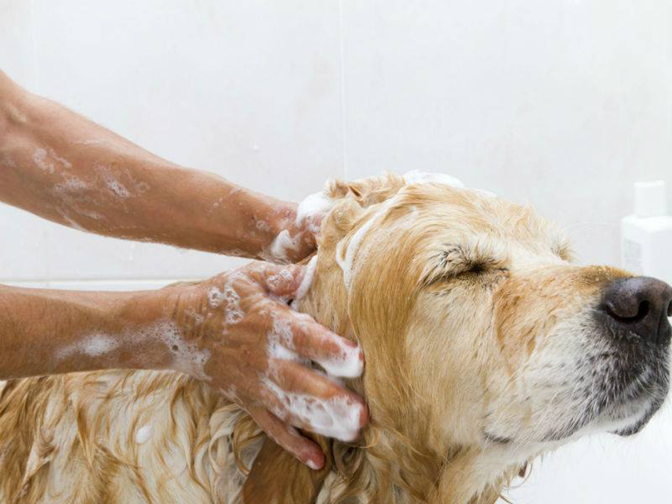 Groom Room Grooming