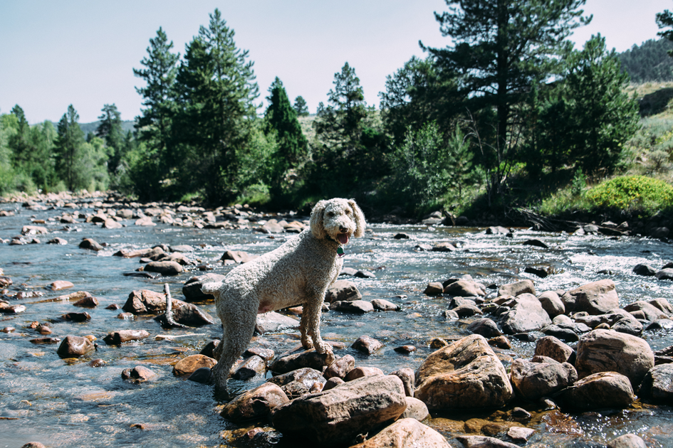 Dog Parks