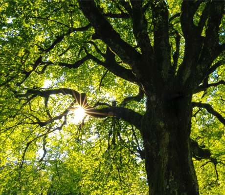 Nebraska City Arbor Day