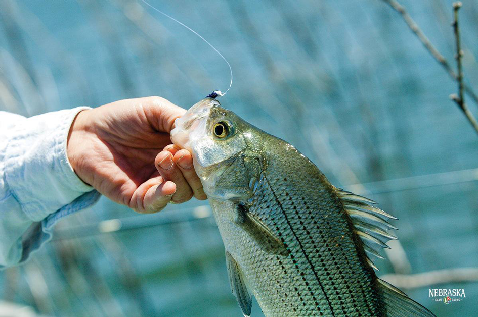 The 12 Best Fishing Spots in the Omaha Area, Mapped - The Dodge Voice -  Omaha