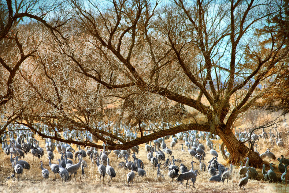 Sandhill Cranes
