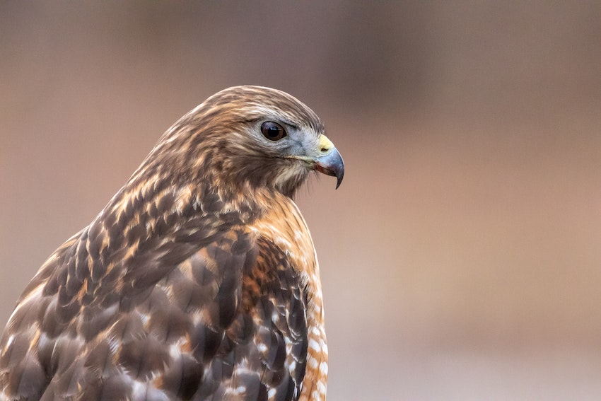 Fontenelle Forest Raptors