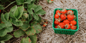 Where to Pick Your Own Fruit in the Omaha Area