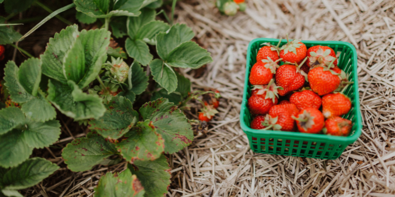 Summer's Fresh Fruit and Vegetable Bounty - VOICE