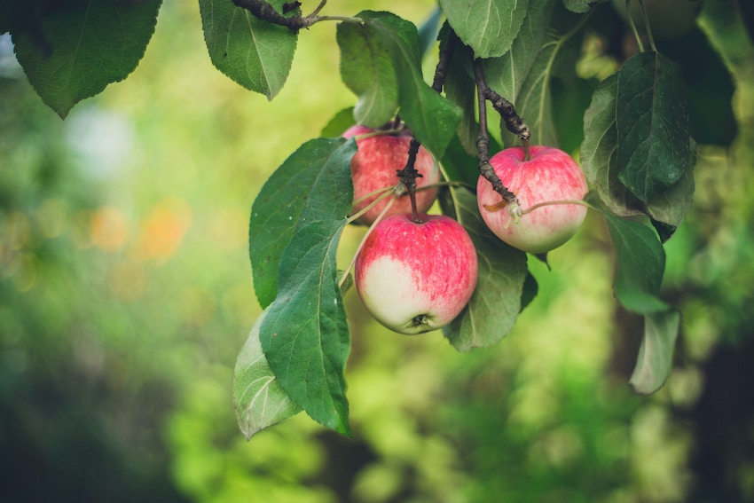 Martin’s Hillside Orchard Nebraska